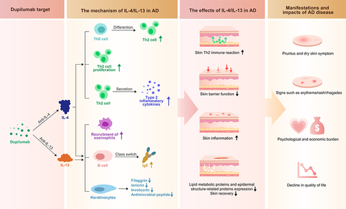 Figure 1 Mechanism of dupilumab. IL-4 and IL-13 can activate the type 2 inflammatory pathway, promote the conversion of Th0 to Th2, promote the proliferation and secretion of inflammatory cytokines by Th2 cells, recruit eosinophils, cause the conversion of B-cell antibody classes, as well as the under-expression of filaggrin and loricrin, involucrin, and reduce the secretion of antimicrobial peptide. By inhibiting the type 2 inflammatory pathway, dupilumab inhibits the downstream transmission of IL-4 and IL-13, reduces the inflammatory response of the skin, improves the epithelial dysfunction and lipid abnormality, promotes the expression of lipid metabolic proteins and epidermal structure-related proteins, relieves itchy and dry skin and reduces eczema, alleviates the physical and mental health of AD patients, reduces their financial burden, and improves the quality of life of the patients.