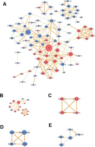 Figure 4 Protein–protein interaction (PPI) network of the differentially expressed genes (DEGs). (A) PPI network of the DEGs. The nodes represent proteins encoded by genes and the edges represent connections between the nodes. Red-colored nodes represent up-regulated genes, blue-colored nodes represent down-regulated genes. (B–E) Significant modules in the PPI network obtained by the MNC algorithm.