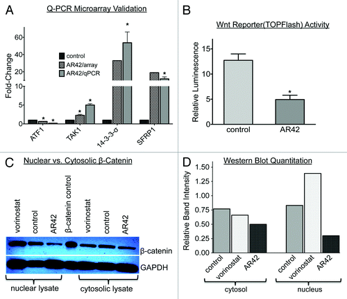 Figure 5. Experimental validation of AR42-decreased canonical Wnt signaling. (A) Quantitative PCR expression validation of selected microarray AR42-altered genes alter, including members of the Wnt signal pathway (TAK1, SFRP1), the epithelial-to-mesenchymal transition (ATF1), and cell cycle negative regulation (14-3-3σ). (*p < 0.05 vs. control). (B) Quantification of Wnt pathway signaling following 24 h, 1.0 µM AR42 treatment of CP70 cells transfected with a Wnt signal TOPFlash luciferase reporter.Citation40 Relative luminescence units (RLUs) were determined by normalizing the luminescence of TOPFlash-possessing cells to the total cellular protein from each lysate and to luminescence from mutant control vector (“FOPFlash”)-transfected cells.Citation70 (C) western blot analysis of cytoplasmic vs. nuclear extracts from CP70 ovarian cancer cells treated for 24 h with DMSO vehicle (“control,” lanes 2 and 6), 1.0 µM AR42 (lanes 3 and 7), or 1.0 µM vorinostat (lanes 1 and 5). (D) Quantification of western blot using ImageJ software (*p < 0.05, vs. control).