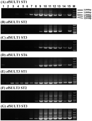 Fig. 3. Developmental stage-dependent expression of representative zebrafish SULTs.