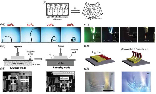 Figure 36. Applications of splay bend LCN bending actuators: (a) illustration of the bending deformation that results from activation of the LCN, (b1) response of a thermotropic LCN bending actuator to changing temperature, (b2) diagrams of a gripper using a thermotropic LCN for handling of silicone wafers, (b3) pictures of a gripper using a thermotropic LCN for handling of silicone wafers, (c1) response of a composite phototropic LCN bending actuator in response to visible and ultraviolet (UV) light, (c2) diagrams of artificial cilia array composed of composite phototropic LCN bending actuators, (c3) pictures of artificial cilia array composed of composite phototropic LCN bending actuators. Figures (a) and (b1)-(b3) reprinted with permission from [Citation184]. Figures (c1)-(c3) reprinted with permission from [Citation6].