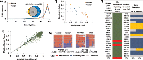 Figure 5. Tumorigenesis-related variation in DNA methylation of AluYb8. HT-TREBS analysis of matched breast normal and primary tumor tissues showing tumorigenesis-related variations in DNA methylation of AluYb8 elements. (A) Methylation profile of the normal (orange) and tumor (blue) samples, based on the percent Alu elements belonging to methylation bins in increments of 5%. The venn-diagram (inset) shows the 4X higher number of hypomethylated loci (<85% methylation; dotted line) in the tumor (blue) compared to the normal tissue (orange). (B) Methylation level of individual Alu loci in the matched breast tumor vs. normal, with each dot representing one Alu locus. Most loci follow the y = x dotted line, indicating no major difference in methylation between the 2 tissues. (C) Variation in methylation (standard deviation) vs. methylation level of the 22 differentially methylated AluYb8 loci, indicating lower methylation and higher levels of variation in the tumor tissue (blue) compared to the normal tissue (orange). (D) Heatmaps showing methylation levels of 2 AluYb8 loci in normal and tumor tissues. (E) Summary of information with respect to the nearest gene associated with the 22 differentially methylated AluYb8 loci (green for hypomethylation and red for hypermethylation). Negative sign (−) indicates that the gene is upstream of the Alu element; “N/A” indicates no gene within 1000 kb of the Alu element. Gene regulation information is from the invasive breast cancer (BRCA) and Pan-Cancer (PANCAN) data sets from TCGA; using Student t-test (P <0.05), genes were classified as downregulated (blue) or upregulated (gold). Gray indicates no significant change.