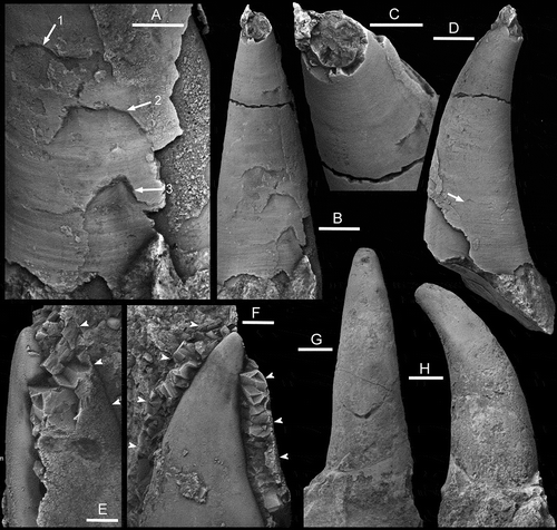 Figure 3. Pollicina from the Ordovician of Sweden and Estonia. A–D, G, H. Pollicina cyathina Koken, Citation1897, A–D. PMU 35717 from Rättvik, Dalarna. A. close up sub-apical surface showing fine comarginal growth lines on adaperturally tapering growth lamellae disturbed by penetrative fractures (arrows 1–3) repaired during life. B. view of sub-apical surface showing broken apex. C. detail of broken apex showing circular cross-section and thick shell. D. lateral view. G, H. SMNH Mo 7767, holotype by monotypy, original specimen of Koken & Perner (Citation1925, pl. 38, figs. 6,7). Born [Borns] By, Rättvik, Dalarna. Lower Grey Orthoceras Limestone (Holen Limestone, Darriwilian Series, Kunda Stage; Ebbestad & Högström Citation2007). E, F. Pollicina crassistesta Koken, Citation1897, ELM 1201: g1:2664, Tallinn, Ordovician, Darriwilian Series, Kunda Stage, Estonia. A. slightly oblique view from perspective of sub-apical surface showing laterally flattened internal mould overlain by extremely thick shell (arrows mark lateral margin of shell). F. lateral view of internal mould and enveloping thick shell (arrows mark margin of shell on supra-apical surface). Scale bars: A, C (2 mm), B, D (4 mm), E, F (1 mm), G, H (5 mm).