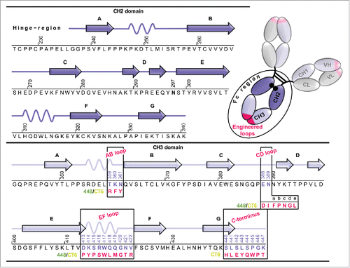 Figure 1. Amino acid sequence of human IgG1-Fc (Fc-wt) and the Fcabs 448 and CT6. Schematic representation of full-length IgG1 consisting of 2 heavy chains (VH, CH1, CH2 and CH3 domains) and 2 light chains (VL and CL domains) with the Fab fragment carrying the antigen-binding sites (pink). The secondary structure elements of one CH2 and CH3 domains (dark and light violet) are shown together with their corresponding amino acid sequence from residue T225 to K447 (Eu numbering systemCitation5). The conserved N-linked glycosylation is located at position 297. The engineered loop regions (AB, CD and EF loops in the CH3 domains) of the Fcabs 448 and CT6 differing in length and sequence and the mutations at the C-terminus of CT6 are depicted in pink.