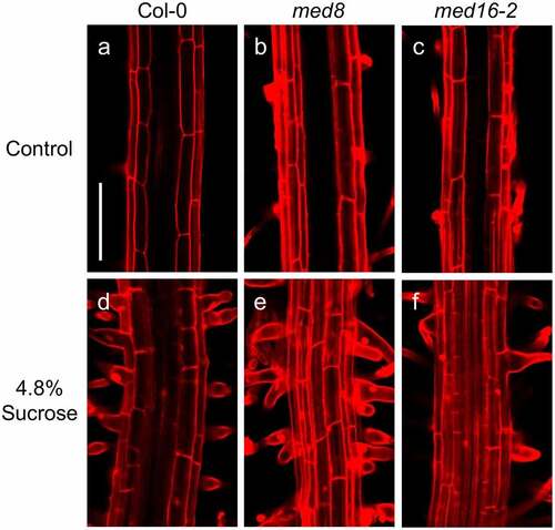 Figure 3. Effects of sucrose on root hair morphology in WT, med8 and med16 seedlings. Wild type WT (Col-0), med8 and med16 seedlings were germinated and grown for 12 d on 0.2× MS media or media supplemented with 4.8% sucrose. Roots were stained with propidium iodide and visualized by confocal microscopy. (a-f) Representative micrographs of root hairs in WT, med8, and med16 seedlings at the indicated treatments. Each panel shows representative photographs of at least 10 seedlings analyzed. Scale bar in a = 100 µm. This experiment was repeated two times with similar results.