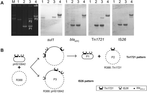 Figure 4. Transposition patterns in A2-type (Tn1721-blaKPC-2-IS26). (A) Southern hybridization of plasmids in typical transconjugants. The electrophoretic profiles of the plasmids and hybridization with the sul1-specific probes (sul1 is a genetic marker of R388), blaKPC-2-specific probes, Tn1721-specific probes, and IS26-specific probes are shown. (B) Two transposition patterns (the Tn1721 pattern and the IS26 pattern) in Tn1721-blaKPC-2-IS26 structure.