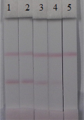 Figure 5. Image of detection HDS by immunochromatographic strip in milk. A series of milk samples spiked HDS were subjected to the immunochromatographic strip test. 1 = 0 ng/mL, 2 = 0.2 ng/mL, 3 = 0.5 ng/mL, 4 = 1 ng/mL, and 5 = 2 ng/mL. Cutoff value was 2 ng/mL.