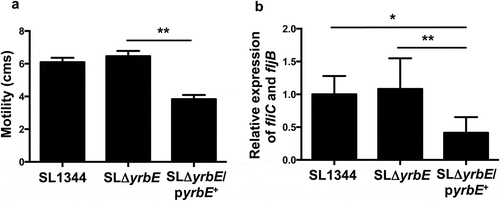 Figure 5. Effect of yrbE on motility and flagellin expression of S. Typhimurium. (A) Overnight cultures of SL1344, SLΔyrbE and SLΔyrbE/pyrbE+ were spotted onto LB/0.25% agar plates. After 8 h at 37°C, the motility diameters were measured. **p < .01, n = 5 per group. (B) Flagellin expression in overnight cultures of SL1344, SLΔyrbE and SLΔyrbE/pyrbE+ was measured by qRT-PCR using fliC primers (which amplify both fliC and fljB transcripts). *p < .05 **p < .01, n = 7–9 per group.