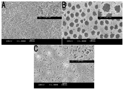 Figure 3 SEM micrographs of various types of PLA porous scaffold prepared at different temperatures. A) 4°C, B) 25°C, and C) 50°C. Inset: images of corresponding scaffold at higher magnificationAbbreviations: PLA, poly(d,l-lactic acid); SEM, scanning electron microscope.