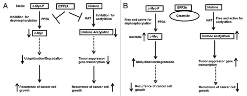 Figure 8. A schematic diagram of a possible mechanism for prostate cancer cell proliferation through modulation of I2PP2A function. (A) High expression of I2PP2A inhibits PP2A and HAT activity and stimulates cancer cell proliferation. (B) Ceramide binds and inhibits I2PP2A, which frees PP2A and HAT for c-Myc dephosphorylation and histone acetylation, respectively, and inhibits cancer cell proliferation.