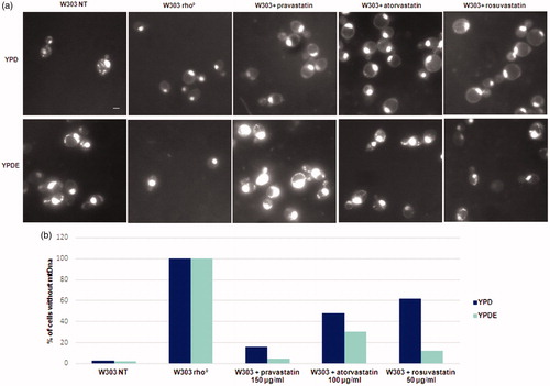 Figure 2. Statins treatments induced the loss of mitochondrial DNA and the ergosterol suppressed this phenotype. (a) DAPI staining of cells presented in Fig. 1; wild type W303, W303 rho° and wild type W303 treated with pravastatin 150 µg/ml, atorvastatin 100 µg/ml and rosuvastatin 50 µg/ml grown in YPD and YPDE media (YPD supplemented with 0,5mg/ml ergosterol). Bar: 2 µm. The magnification is the same in each picture. (b) The histogram shows the percentage of cells without mitochondrial DNA. An average of 300 cells were counted.