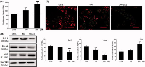 Figure 2. Phy caused mitochondrial dysfunction in breast cancer cells. Phy (A) upregulated ROS production and (B) decreased the MMP (20× magnification; scale bar: 100 μm) in MCF-7 cells after 24 h treatment. (C) Phy distinctly reduced the expression levels of Bcl-2 and Bcl-xL, and enhanced the expression levels of Bax in MCF-7 cells. Quantitative protein expression data were normalised to GAPDH levels in the corresponding samples. Data are expressed as percentages relative to the corresponding control cells and mean ± S.D. (n = 6). **p<0.01 and ***p<0.001 versus control cells.