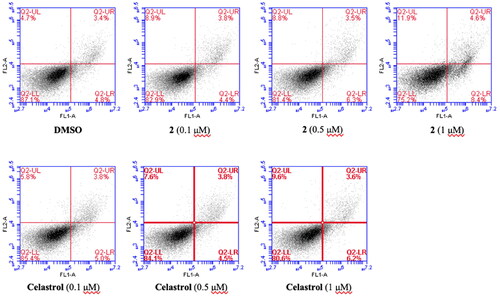 Figure 2. Apoptosis induction in MGC-803 cells after treatment for 18 h with 0.1% DMSO (vehicle), 2(0.1 µM, 0.5 µM, 1 µM), Celastrol (0.1 µM, 0.5 µM, 1 µM), respectively.