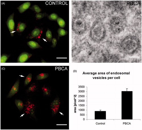 Figure 4. Acridine orange staining for endosomal and lysosomal vesicles. (A) Fluorescent images of control and PBCA-treated HeLa cells. Arrows indicate red/orange stained endosomal/lysosomal vesicles. Scale bar: 20 µm. (B) Graph represents average area of endosomal vesicles per cell, measured with ImageJ software. (C) Representative TEM image shows PBCA nanoparticles engulfed in endosomes. Scale bar: 100 nm. Labels: NP, nanoparticle; v, vesicle. (D) Graph represents average area of endosomal vesicles per cell in fluorescent images of PBCA-treated cells, measured with ImageJ software.