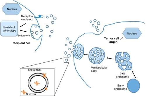 Figure 1 Exosomes play important roles in intercellular communication.