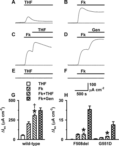 Figure 2.  THF stimulation of transepithelial ion transport is cAMP-dependent. Representative Isc recordings from FRT epithelia expressing wild-type CFTR show the effects of (A) THF (100 mM); (B) forskolin (Fk; 10 µM); (C) forskolin (10 µM) and THF (100 mM); and (D) forskolin (10 µM) and genistein (Gen; 50 µM); (E, F) The effects of THF (100 mM) and forskolin (10 µM), respectively, on Isc in mock transfected FRT epithelia (n=5). During the periods denoted by the solid bars the indicated agents were present in the solution bathing the apical membrane. (G, H) The change in Isc evoked in wild-type, F508del- and G551D-CFTR FRT epithelia by different agents. Columns and error bars are means + SEM (n=6–23). The asterisks and cross denote values that are significantly different from those of THF alone and forskolin alone, respectively, (p<0.05). Note the change in ordinate scale between G and H. Other details as in Figure 1.