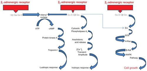Figure 1 Signaling pathways and their connections to β-adrenergic receptors.Abbreviations: ATP, adenosine triphosphate; cAMP, cyclic adenosine monophosphate; MAPK, mitogen-activated protein kinase; SOS, factor Son of Sevenless.