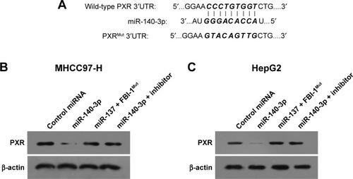 Figure 1 miR-140-3p targets PXR’s 3′-UTR.