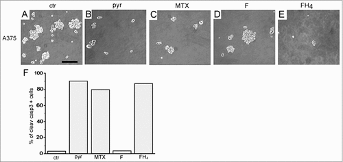 Figure 6. The cytotoxic effects of physiological agents on melanoma stem cells. Effects of various treatments on sphere formation derived from A375 melanoma cells (A–E). (F) Percentage of Cleaved caspase 3-positive cells after treatment with cytotoxic physiological agents. ctr: control; pyr: pyruvate; Mtx: methotrexate; F: folate; FH4: tetrahydrofolate. F = 100 μM, FH4 = 100 μM, pyr = 20 mM, MTX = 10−6M. (F) Updated from 25.