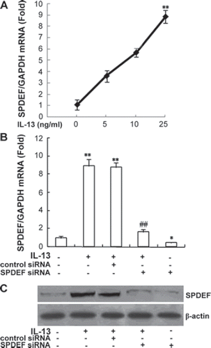 Figure 2. SPDEF gene expression and protein production in 16HBE cells. Gene expression and protein production were detected by real-time PCR and Western blotting and normalized to GAPDH and β-actin, respectively. The mean of mRNA content in untreated cells was set to 1 (A). *p < .05, **p < .01, compared with the untreated group; ##p < .01, compared with IL-13-stimulated and IL-13 + SPDEF control siRNA. Western blotting analysis was performed using the SPDEF antibody (B). Results were shown as mean ± SD of three independent experiments.