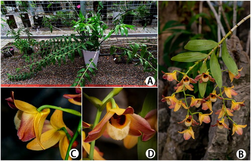 Figure 1. Dendrobium moschatum. (A) Plant; (B) inflorescences; (C) lateral view of the opened flower; (D) frontal view of the opened flower.