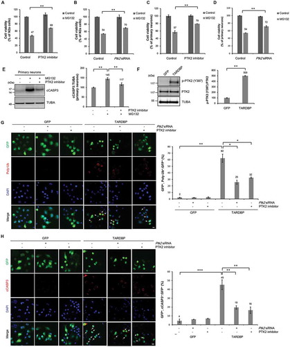 Figure 2. Inhibition of PTK2 mitigates TARDBP-induced UPS impairment and neuronal toxicity. (A-B) N2a cells were pretreated with a PTK2 inhibitor (5 μM, A) or Ptk2-specific siRNA (20 nM, B) for 24 h and subsequently treated with MG132 (5 μM) for 24 h. CCK-8 analysis was performed thereafter. Data are presented as the mean ± SD of 3 independent experiments. **p < 0.005 (Student’s t-test). (C-E) Primary cortical neuron cells were pretreated with a PTK2 inhibitor (0.05 μM, C) or Ptk2-specific siRNA (40 nM, D) for 30 min and subsequently treated with MG132 (5 μM) for 24 h. CCK-8 analysis was performed thereafter. Data are presented as the mean ± SD of 3 independent experiments. **p < 0.005 (Student’s t-test). (E) Immunoblot for cCASP3. PTK2 inhibition significantly mitigated MG132-induced cell death. Data are presented as the mean ± SD. **p < 0.005 (one-way ANOVA with Bonferroni multiple comparison test). (F-H) N2a cells were transiently transfected with a plasmid containing either Gfp or TARDBP-Gfp for 2 d and subsequently treated with a PTK2 inhibitor (5 μM) or Ptk2-specific siRNA (20 nM) for 24 h. (F) Immunoblot for p-PTK2 (Y397) and total PTK2. TARDBP overexpression markedly increased the phosphorylation level of PTK2. Data are presented as the mean ± SD of 3 independent experiments. **p < 0.005 (Student’s t-test). (G) Immunocytochemistry was subsequently performed to detect poly-ubiquitin (red) or DAPI (nuclei; blue). The percentage of GFP-positive cells that were positive for poly-ubiquitin is shown (right). Arrowheads indicate the colocalization of the poly-ubiquitinated aggregates with GFP-positive cells. Data are presented as the mean ± SD of 3 independent experiments. *p < 0.05, **p < 0.005 (one-way ANOVA with Bonferroni multiple comparison test). Scale bars: 10 μm. (H) N2a cells transfected with either Gfp or TARDBP-Gfp vector were stained for cCASP3 (red) or DAPI (nuclei; blue). The percentage GFP-positive cells that were positive for cCASP3 is shown (right). Arrowheads indicate the colocalization of cCASP3 with GFP-positive cells. Data are presented as the mean ± SD of 3 independent experiments. **p < 0.005, ***p < 0.001 (one-way ANOVA with Bonferroni multiple comparison test). Scale bars: 10 μm.