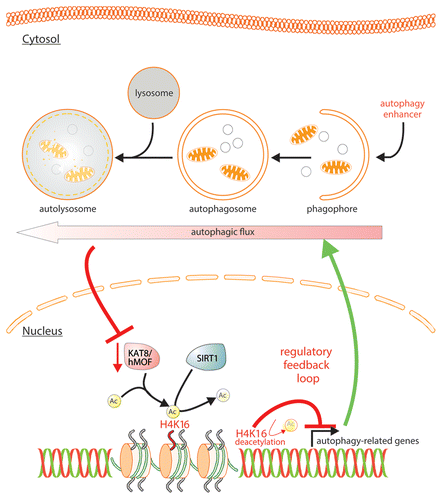 Figure 1. Scheme illustrating the potential epigenetic regulatory feedback loop regulating the autophagic flux via the KAT8-SIRT1 control of H4K16 acetylation/deacetylation.