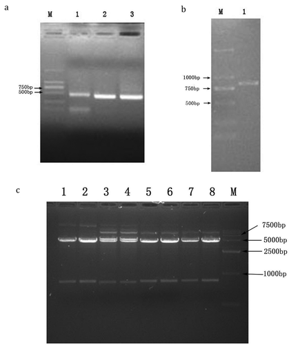 Figure 3. (a) Amplification of VH linker, Vλ linker, and Vκ linker gene by PCR, M: DNA marker DL2000. (1) PCR product of VH linker. (2) PCR product of Vκ linker. (3) PCR product of Vλ linker. (b) Purified PCR products of scfv fragment. M, DNA marker DL2000 1: purified PCR products of scfv. (c) The identification of recombinant clones by SfiI. M: DNA marker DL15000. Channel 1–8, the identification of pMo Pac16-scFv by Sfi.