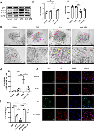 Figure 3 CAP alleviates autophagy in LPS-stimulated BEAS-2B cells. (a) WB was used to detect the expression of LC3II and P62. (b) Statistical analyses of LC3II and P62 in BEAS-2B cells. (c) Autophagosomes and autolysosomes were observed and counted under a transmission electron microscope. (The red arrow indicates mitochondria, the blue arrow indicates rough endoplasmic reticulum, the green arrow indicates Golgi apparatus, the pink arrow indicates autolysosomes and the yellow arrow indicates autophagosomes) (d) Comparison of the number of autophagosomes and autolysosomes. (e) Immunofluorescence analysis was used to detect the expression of LC3II and P62. (f) CCK-8 assays were used to determine the nature of autophagy in BEAS-2B cells after treatment with LPS for 6 h. (n=3~4) *P < 0.05, **P < 0.01, ***P < 0.001, ****P < 0.0001.