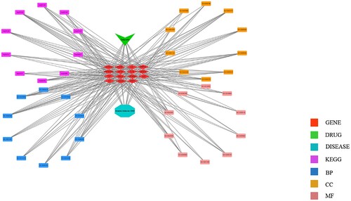 Figure 5. Compound-target disease network map of calycosin in the treatment of As-related CHD.