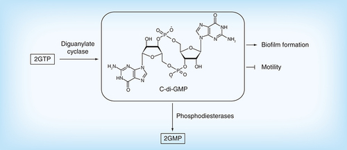 Figure 12.  Cyclic dinucleotide signaling pathway.