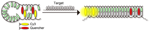 Scheme 1. Schematic illustration of our strategy to detect RNA by using a stem-less probe.