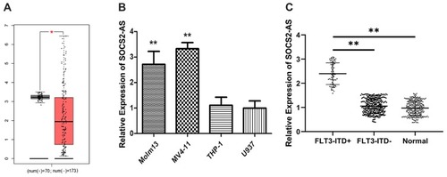 Figure 1 Expression levels of SOCS2-AS in different types of AML patients and cell lines. (A) GEPIA database was used to analyze the expression SOCS2-AS relative between FLT3-ITD+ (70) and FLT3-ITD- (173) AML patients. (B) RT-PCR was used to detect the relative expression of SOCS2-AS in AML cell lines (Molm-13, MV4-11, THP-1 and U937). U937 was used as normal control. (C) SOCS2-AS relative expression was showed by RT-PCR in FLT3-ITD+ (n=71), FLT3-ITD- (n=287) AML patients and healthy controls (n=330). Healthy was used as normal control. The error bars represent the mean ± SD of three independent experiments. *P<0.05, **P<0.01.