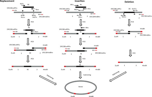 Figure 5. Schematic presentations of deletion, replacement and insertion mutagenesis PCR amplification processes. Black filled triangles show the location of mutations. Grey filled rectangles show the restriction digestion sites. The lines with arrowhead show the primers used for DNA synthesis. RE indicates the DNA fragment that is used to replace another DNA fragment. IN indicates the DNA fragment that will be inserted into another gene. DE indicates the DNA fragment that will be deleted.