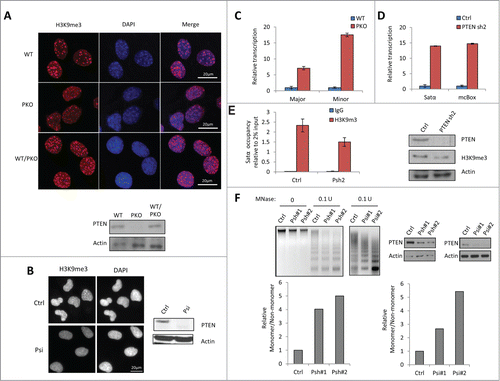 Figure 1. PTEN deficiency impairs heterochromatin structure. (A) Wild-type (WT) PTEN, PTEN knockout (PKO), or PTEN re-expressed in PTEN knockout (WT/PKO) MEF cells were stained with H3K9me3 (red) and nuclei (DAPI, blue) and western blots (WB) of PTEN protein level is shown below. (B) Immunofluorescent staining revealing H3K9me3 foci in control siRNA (Ctrl) and PTEN siRNA (Psi) knockdown U2OS cells and corresponding WB analysis. (C) RT-qPCR of major and minor DNA satellites in WT PTEN and PKO MEF cells. Ct values of each sample were normalized to GAPDH expression. Error bars indicate s.d. (D) RT-qPCR of Satα and mcBox in control or stable PTEN-knockdown (PTEN sh2) MCF-10A cells. Ct values of each sample were normalized to GAPDH expression. Error bars indicate s.d. (E) ChIP-qPCR analysis in control or stable PTEN-knockdown (Psh2) MCF-10A cells. The occupancy of H3K9me3 at the Satα locus was analyzed by qPCR (2% input). WB analysis of expression levels in stable control and PTEN sh2 cells. (F) MNase digestion assay in MCF-10A with stable (Psh) (left) or U2OS cells with transient (Psi) PTEN knockdown (right).