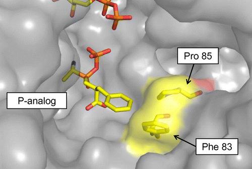 Fig. 2. Structure of Ywfe in complex with the phosphinate L-alanyl-L-phenylalanine analog (P-analog) Citation22) is superimposed onto the BL00235 crystal structure (PDB code, 3VOT).Citation21)