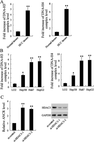 Figure 4. Histone acetylation at lncRNA ANCR promoter in HCC tissues and cells up-regulated the ANCR expression. A. H3 and H4 histone acetylation levels were detected in HCC tissues and normal tissues using ChIP assay. B. H3 and H4 histone acetylation levels were detected in LO2 cells and HCC cell lines (Hep3B, HepG2 and Huh7). C. Hep3B cells were transfected with si-HDAC3-1, si-HDAC3-2, or si-control for 48 h. ANCR expression was detected using qRT-PCR. HDAC3 protein expression was detected using western blot. *p < 0.05, **p < 0.01, compared with normal tissues, LO2 or si-control. Statistical analysis of qRT-PCR was calculated by 2−△△CT.
