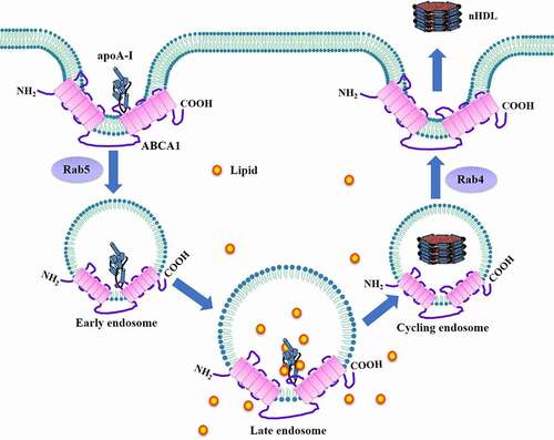 Figure 10. Schematic illustration of the retroendocytosis model.