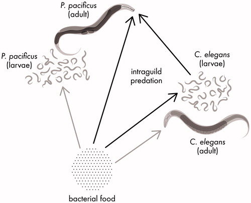 Figure 3. This food web diagram shows the directions in which different types of food travel between P. pacificus, C. elegans, and a bacterial food that both species exploit. Arrows originate from a food source and point to the organism that eats that food. Black arrows lead between direct participants in intraguild predation, while grey arrows indicate feeding interactions that are indirectly involved. The intraguild predator is adult P. pacificus, which predates on larval C. elegans as its intraguild prey. Adult and larval stages of P. pacificus and C. elegans consume bacteria.