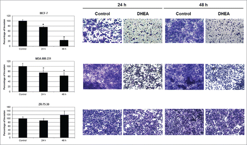 Figure 2. DHEA inhibited the cellular invasion. Cells were cultured without (Control) and with 100 μM of DHEA and the invasion was evaluated by 8 μm pore-size transwells membranes coated with matrigel at 24 and 48 h. Data are shown as percentage of invasion in comparison with control cells (100%), and were expressed as mean ± SEM. This is a representative experiment of 3 performed in an independent way. *P < 0.01 compared with the control. On the right side, photographs of invading cells on the underside of the membranes stained with crystal violet are showed at 10x magnification.