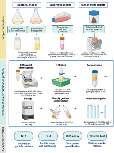 Figure 1. Schematic illustration of extracellular vesicle purification from four different resources.