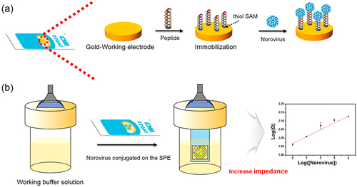 Figure 5. Detection of Norovirus using peptide-coated electrochemical biosensor. Reprinted from [Citation129] with permission from Elsevier.