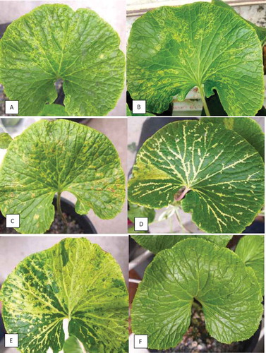 Fig. 2 Advanced stages of natural infection by wasabi mottle virus on wasabi leaves. (a, b) Patterns of ringspots. (c) Ringspots and necrotic spots developing on leaves. (d) Extensive chlorotic streaks and vein-clearing. (e) Necrotic ringspots, vein clearing and extensive chlorosis. (f) Healthy leaf
