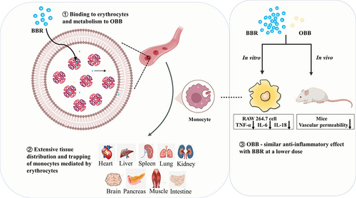 Figure 12 Summary scheme of the scenario for the pharmacokinetics and anti-inflammatory pharmacodynamics of BBR and its active metabolite OBB from the perspective of BBR-erythrocytes self-assembly delivery system.