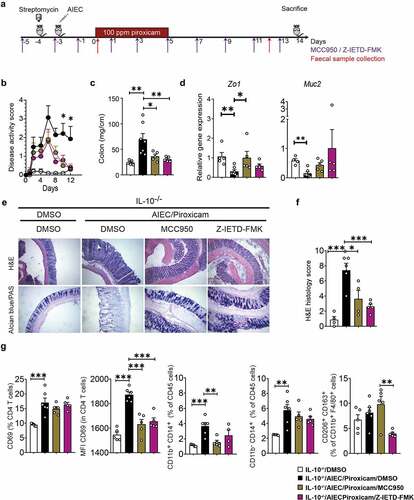 Figure 2. Caspase-8 and NLRP3 inhibitors improve AIEC induced epithelial and immune alterations in IL10−/− mice fed with piroxicam. (a) Study design. Mice were injected intra-peritoneally with NLRP3 inhibitor (MCC950, 20 mg/kg) or Caspase-8 inhibitor (Z-IETD-FMK, 10 mg/kg) starting at day −5 and every second day as indicated with purple arrows, followed by euthanasia at day 14. Red arrows indicate timepoints for fecal collection. (b) Disease activity index. (c) Colon weight. (d) RT-qPCR of colonic epithelial genes. (e) Representative Hematoxylin and Eosin (H&E) and alcian blue (AB)/PAS staining of distal colon sections. In AB/PAS staining, Goblet cells are stained in dark purple color. White arrow indicates crypt abscess and white line indicate crypt hyperplasia in H&E stained sections. (f) Histology score. n = 4–7/group. (g) Isolated spleen T-cells (CD4 and CD69) and macrophages (CD11b, CD14, CD163, CD206) were immunophenotyped by Fluorescence-activated cell sorting (FACS) after gating on CD45 (Figure S2A-C) and expressed as MFI or percent of specific cell populations. n = 5–6/group. Significance was determined using one-way ANOVA with Bonferroni or Kruskal–Wallis test with Dunn’s multiple comparison test, respectively. * p < .05; ** p < .01; ***p < .001.