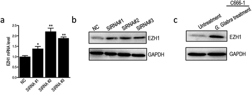 Figure 3. AK027294 silencing boosts the expression of EZH1 in C666-1 cells.(a) Transcriptional level of EZH1 is boosted by AK027294 siRNAs. (b) AK027294 silencing increases the production of EZH1 in C666-1 cells. (c) G. glabra-treated C666-1 cells show the boosted production of EZH1. Error bars ± SEM, * P < 0.05 and ** P < 0.01