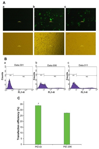 Figure 9 Fluorescence images (A) and flow cytometry analyzed graphs (B) of cell distribution expressing GFP of HeLa cells transfected with (a) PBS (negative control), (b) PEI-Et/pEGFP-N1 (w/w 20), (c) PEI 25 kDa/pEGFP-N1 (w/w 2) (magnification, 100× ), and (C) transfection efficiency of PEI-Et and PEI 25 kDa as a percentage of EGFP positive cells per total amount of HeLa cells.Notes: n = 3, error bars represent standard deviation, *P < 0.05.Abbreviations: PEI, polyethylenimine; PEI-Et, PEI derivative with ethylene biscarbamate linkage.