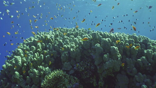Coral reef and marine life.