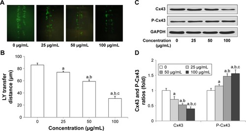 Figure 3 Silica nanoparticles (SNPs)-induced gap junction intercellular communication (GJIC) inhibition in H9c2 cells. (A) SNPs-induced downregulation of GJIC in H9c2 cells. Lucifer yellow (LY, green) transferred to adjacent cells via open gap junctions. (B) The average distance of LY spread from the side of the scraped edge from six different sites in each sample was obtained and quantified. (C and D) Reduced expression of connexin 43 (Cx43) and P-Cx43 after SNPs treatment was detected using Western blot. Values represent the mean ± standard deviation (n=6). aP<0.05, vs control group; bP<0.05, vs 25 μg/mL group; cP<0.05, vs 50 μg/mL group.