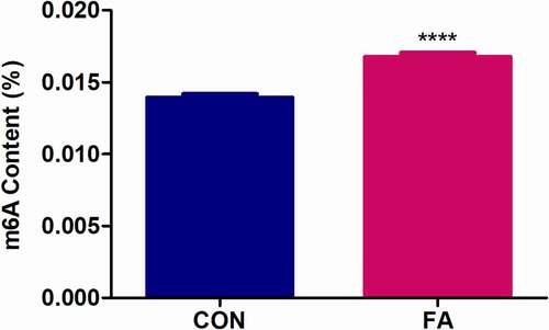 Figure 1. The effect of FA on global m6A RNA methylation in C57BL/6 mouse livers. Levels of m6A were measured in total RNA isolated from control and FA-treated mouse livers using an m6A RNA Methylation Quantification Kit. FA increased global m6A levels in mouse livers compared to the control. Results are presented as the mean ± SEM (n = 6/group). The unpaired t-test with Welch’s correction was used to determine statistical significance, ****p < 0.0001. CON: Control; FA: Fusaric acid; SEM: Standard error of the mean.